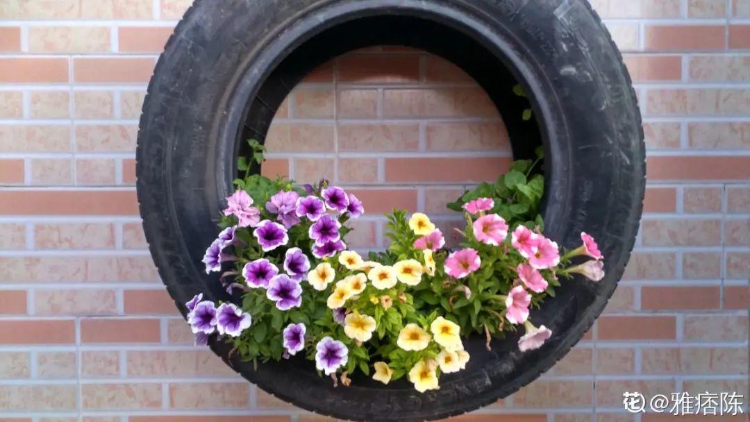 轮胎和多肉也绝配,尤其是垂吊下来的老桩多肉,简直美轮美奂,而且不