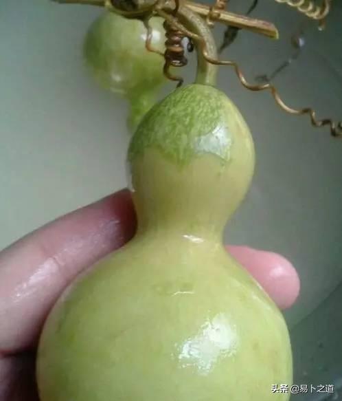 葫芦怎么保存处理，葫芦的保存三种方法（葫芦采摘后的处理刮皮及如何晾晒技巧）