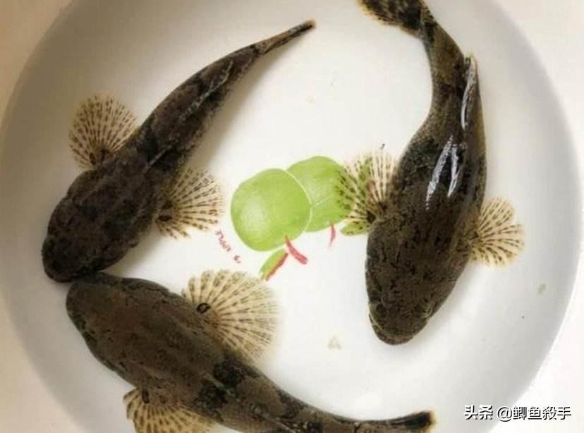 虎头鲨泛滥成灾，街头巷尾随处可见，昔日珍稀如今烂大街的水族宠儿