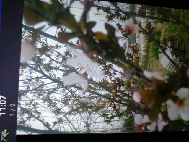 海棠花的功效和作用，海棠果功效与作用（治疗泌尿系统疾病的主药之一）