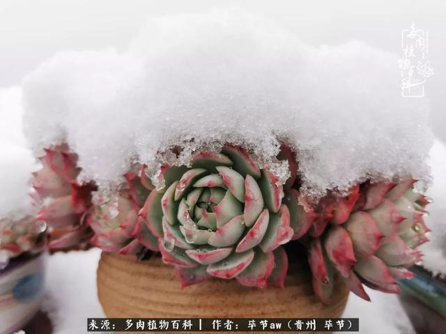 晴天橙子可爱头像微信，晴天橙子可爱头像（有多少次的会心一笑，全因多肉）