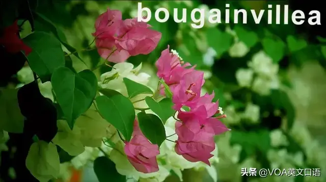 茉莉花英语怎么读，茉莉花的英语,怎么读（可不是open flower）