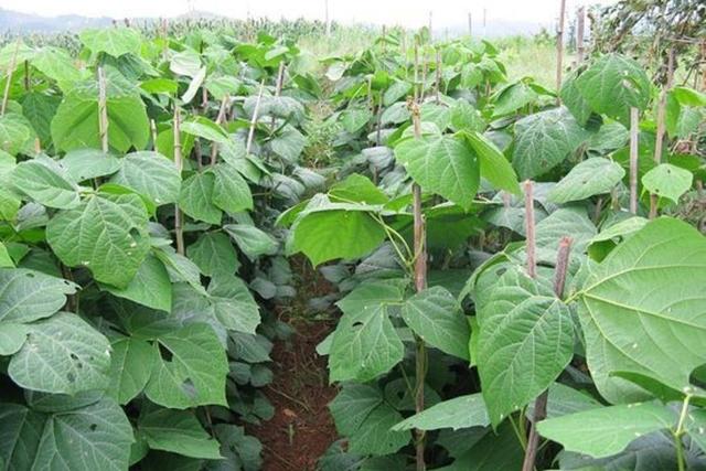 杂粮有哪些品种，粗粮都有什么（中国豆类大全）