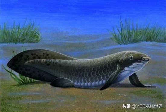 活化石中的活化石鱼，专家说它可能还在进化
