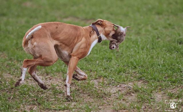 梗犬为什么叫梗犬，狗狗一边玩一边抓老鼠