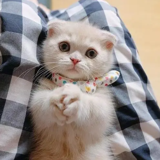 猫咪嘴巴臭怎么办，猫咪嘴巴很臭怎么办（猫咪“口臭熏天”，该如何是好）