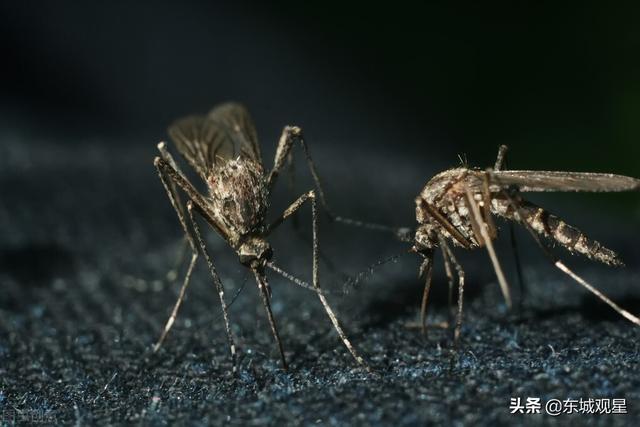 蚊子血怎么洗掉的小窍门，直接喝人血可能把它热死