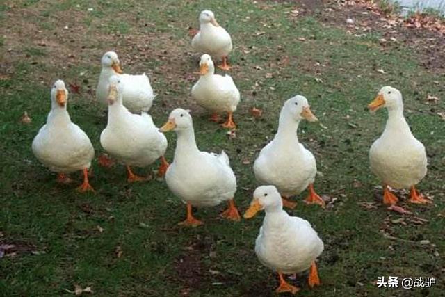 蝗虫最怕的四种天敌，但并非什么鸭子都能上阵杀蝗