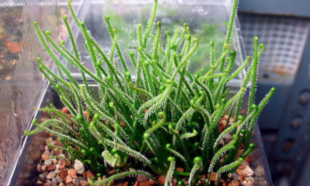 落地珍珠长在什么地方,珍珠是从什么地方出来的(被叫做"落地珍珠")