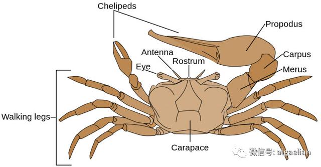 螃蟹吃什么食物，螃蟹真正吃什么（螃蟹吃什么食物好养活和长大）