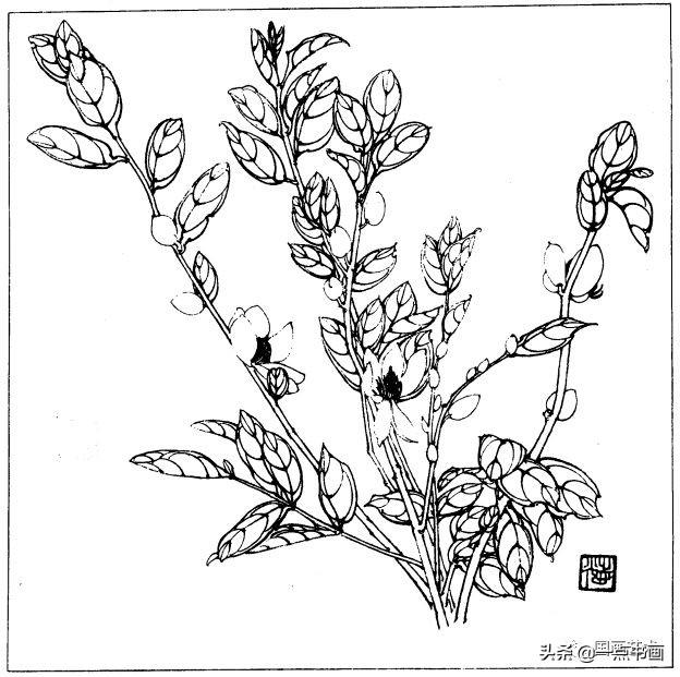 简笔画报花名：手绘铅笔画“白杜鹃花”画法，简笔画报花名（百花苑——白描百花分享<一>）