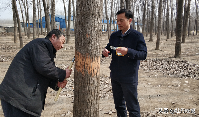 草鞋虫最怕什么，草鞋虫最怕什么药（“树虱子”被称“毁灭性害虫”）