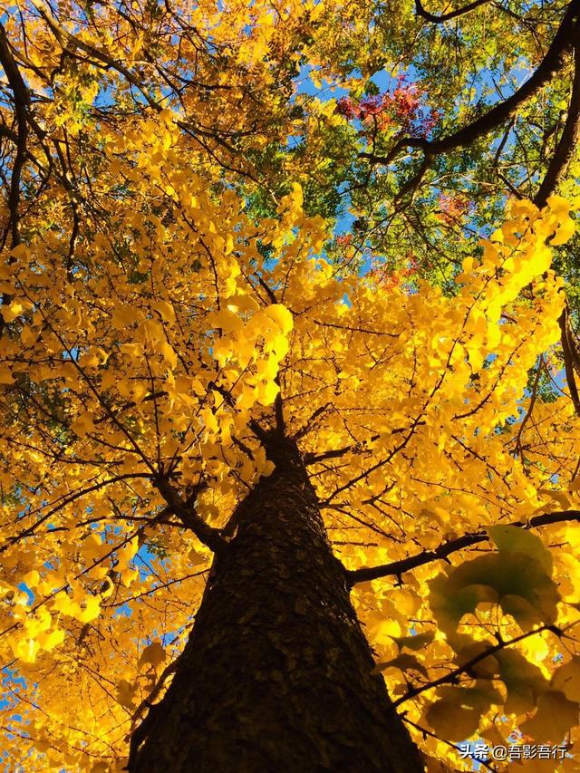 元大都遗址位于现在哪里，元大都遗址位于现在的哪个城市（遗迹众多、秋色醉人、晨跑、遛弯的生态园林）