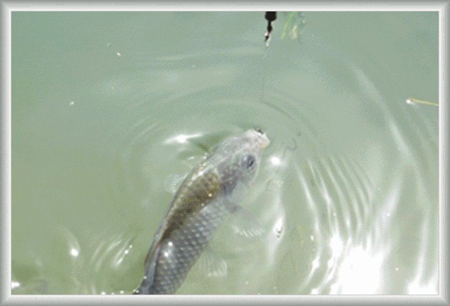 仲春是什么意思，仲夏仲春是什么意思（仲春野钓鲫鱼：深度分析）