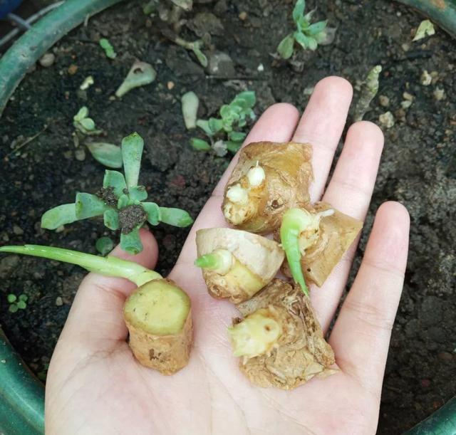 生姜芽怎么种，发芽的生姜丢盆里