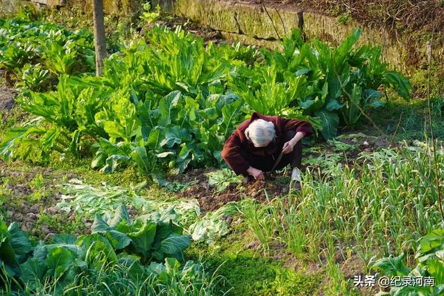 婺源油菜花什么时候开，婺源油菜花几月份开花（2021年婺源的油菜花最佳观赏期大概是3月10号到4月清明节）