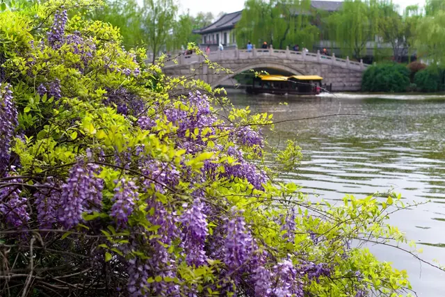 紫藤花几月份开花，那一抹抹浪漫紫梦幻了济南的春天