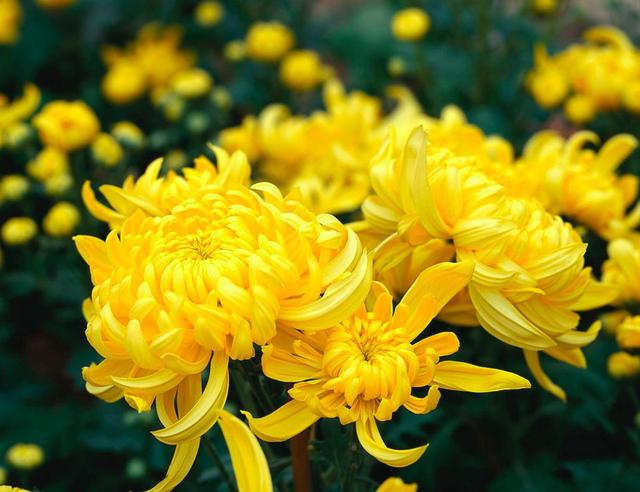 秋丛绕舍似陶家，秋丛绕舍似陶家的秋丛是什么意思（元稹的这首诗道出了原因）