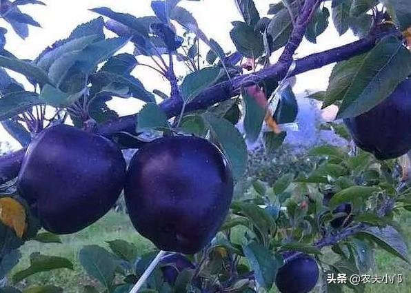 黑钻苹果一亩地产多少斤，黑钻苹果树苗多少钱一颗（如何种植好黑钻苹果）