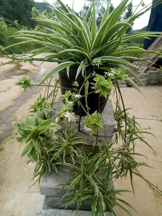 青叶吊兰的养殖方法和注意事项，青叶吊兰什么时候栽培呢（吊兰经常开花的几个技巧）