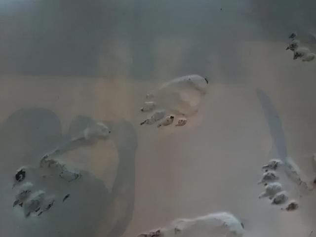 世界上有没有美人鱼，世界上到底有没有美人鱼之谜（900米深海拍到美人鱼）