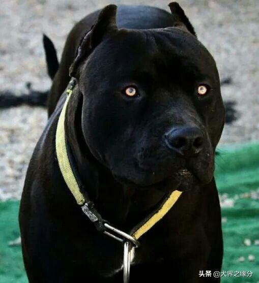 罗威纳犬纯黑图片
