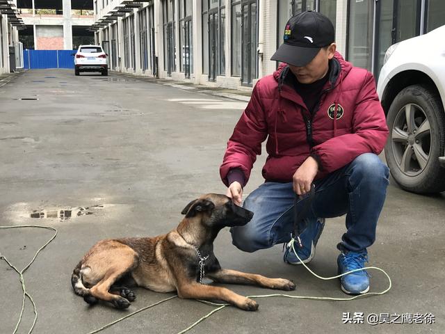 马犬怎么训练听话,马犬如何训练(铲屎官自己训练马犬、不花钱还管用) 马犬怎么训练听话,马犬如何训练(铲屎官自己训练马犬、不花钱还管用)