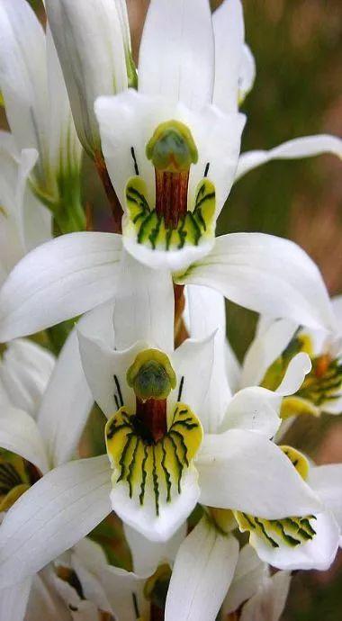 骷髅花的花语,骷髅花为什么叫骷髅花(奇花,活500年不一定能看到)