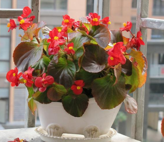 大叶海棠花适合养吗，大叶海棠花适合养吗，怎么养（室内盆栽花想四季观赏）