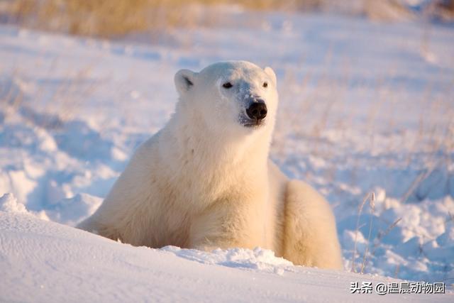 鸟是恒温动物吗(动物冬眠就是简单的冬天睡觉)
