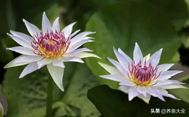莲花的别称有哪些，莲花的别称有哪些拼音（ 太齐全太珍贵了）