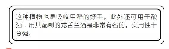 吸甲醛植物排名，室内植物盆景十大排名（为了家人健康转起来）