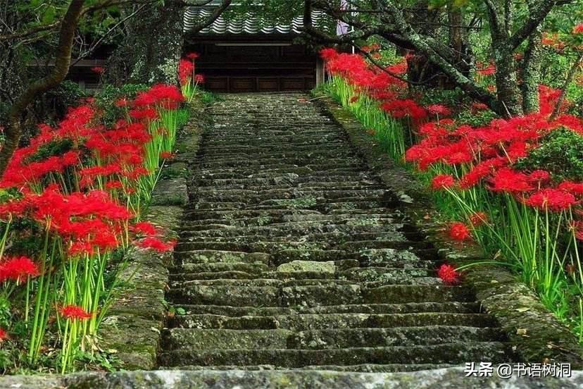 彼岸花的寓意，彼岸花的真正花语是什么