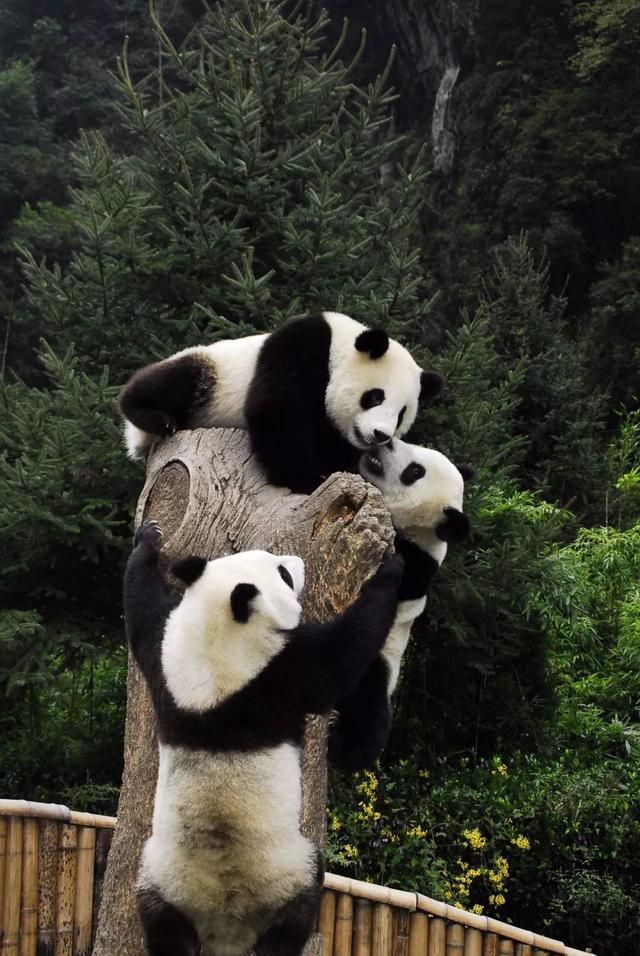 汶川海拔多少米，四川汶川县海拔多少米（什么是汶川）