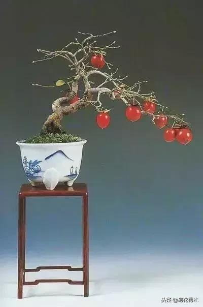 老鸦柿和金弹子的区别，老鸦柿和金弹子谁更容易养活（老鸦柿盆景）