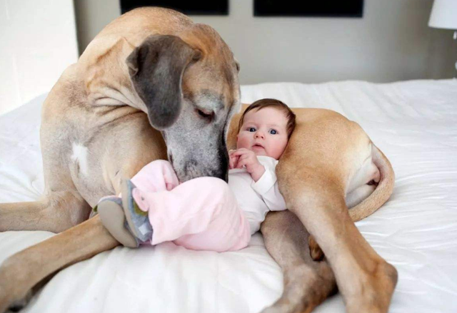 狗一般能活多久，狗能活多久（7种常见狗狗的“寿命榜”）