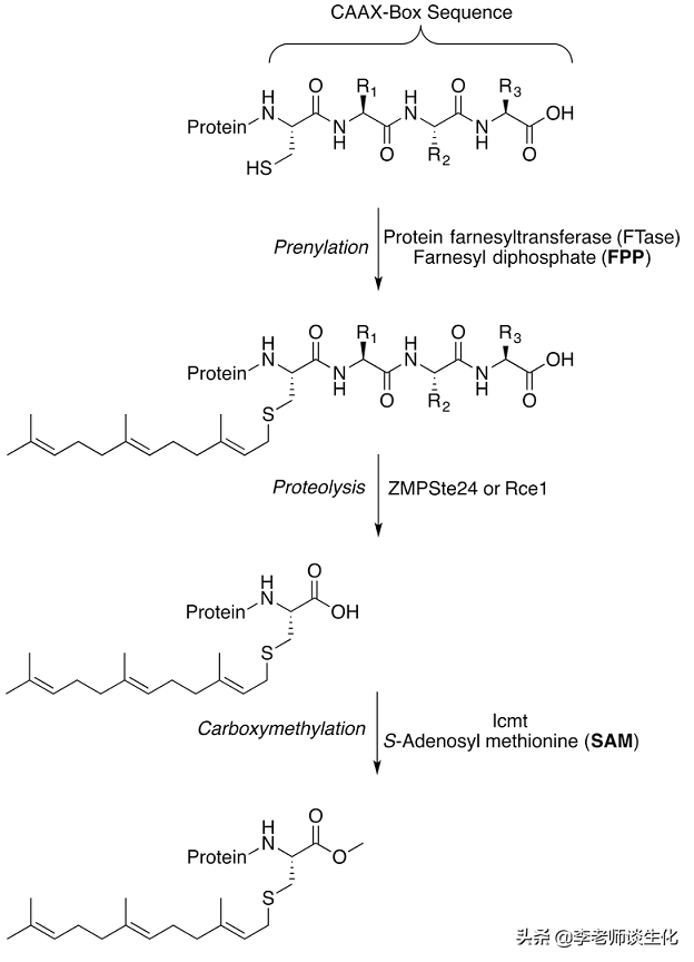 et是什么基团，ET是什么基团（蛋白质的异戊二烯化）