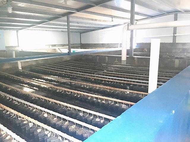 石斑鱼常见养殖模式，石斑鱼繁殖和养殖技术上（快来看看哪个才是你的“菜”）