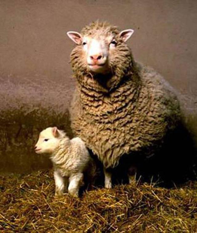 多莉诞生,利弊参半