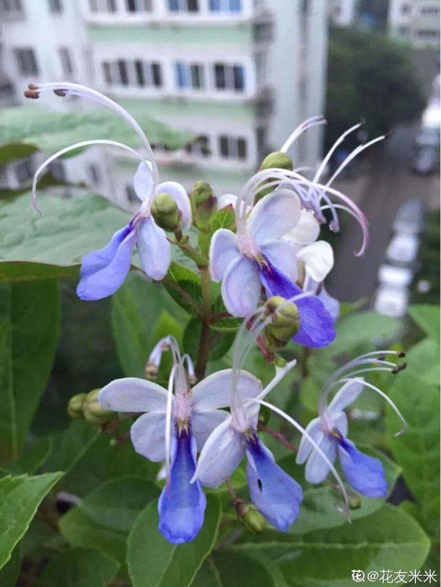 生僻唯美的花名，生僻唯美的花名四字（6种小众花）