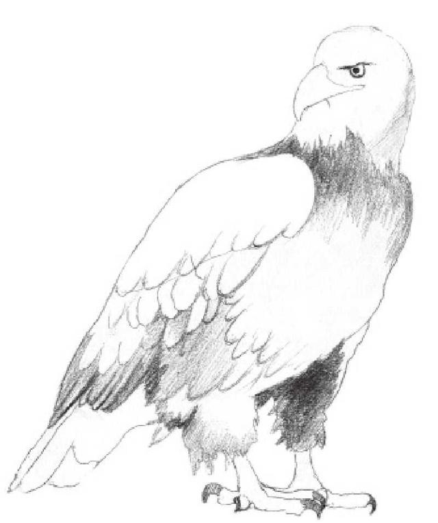 动物素描画，关于动物的画（适合初学者学习的动物素描步骤教程）