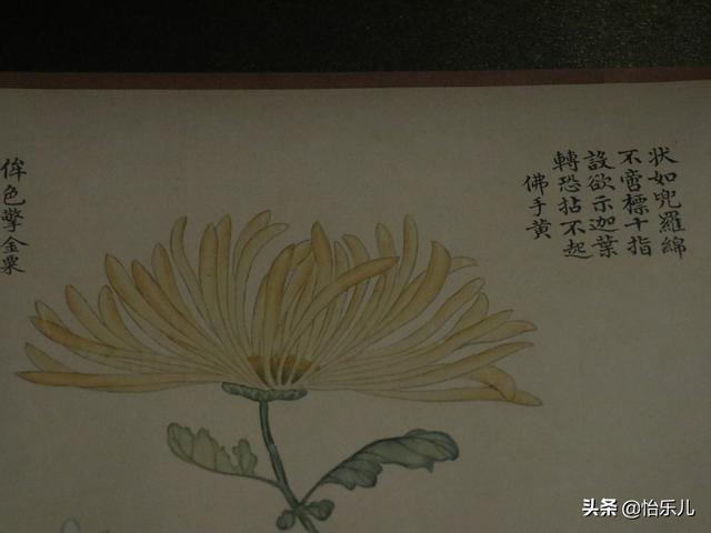 葩的读音（葩怎么读，葩是什么意思（金佛座、搓粉妆、绶带紫、鹤头丹）