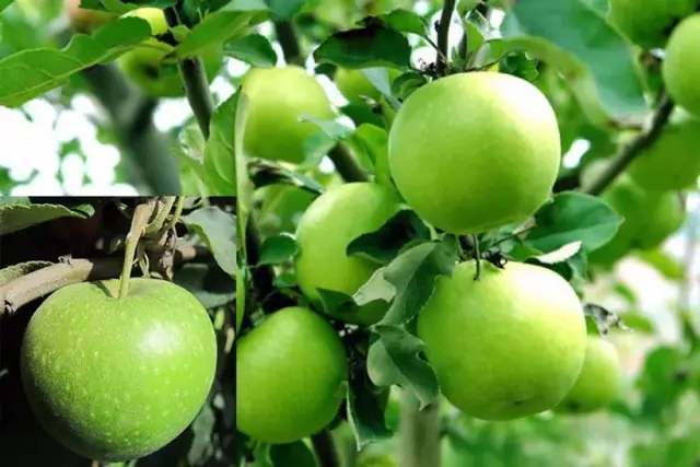 秦冠苹果有什么特点，秦冠苹果的特点（竟不知道它有这么多的品种）