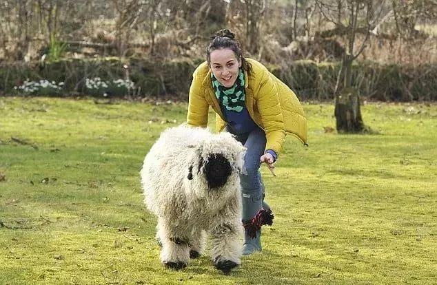 超可爱小羊羊，小羊太可爱了（却偏偏以为自己是条狗图片）