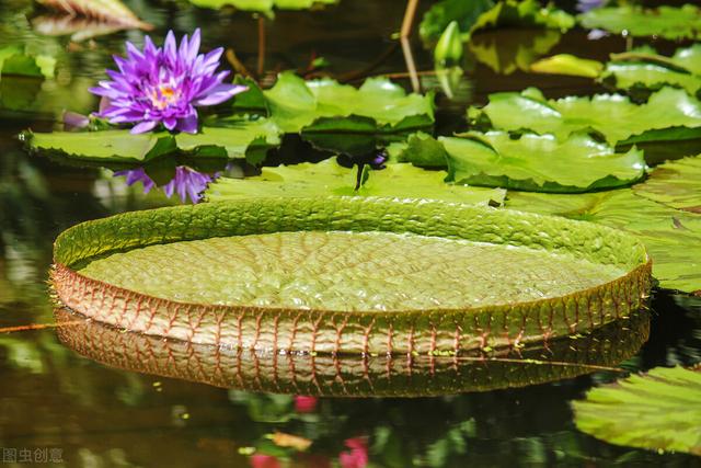 神奇的植物有哪些，世界上最神奇的植物（十种奇特的自然界植物）