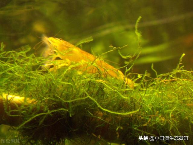 虾的种类有哪些，河里的虾的种类有哪些（适合新手饲养的宠物虾及小型观赏虾详情）