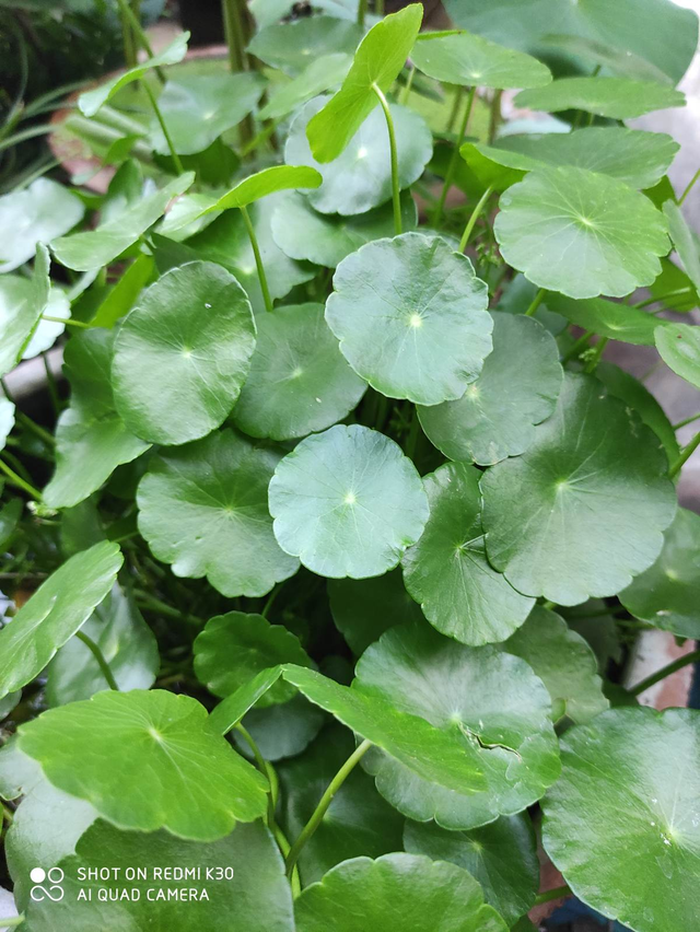 植物有哪些种类名称，植物都有哪些种类名称（80种常见植物图解）