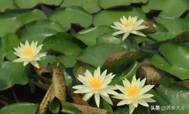 莲花的别称有哪些，莲花的别称有哪些拼音（ 太齐全太珍贵了）