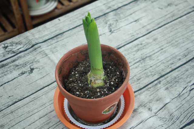 葡萄风信子花期，葡萄风信子的花语（超级好看的葡萄风信子）