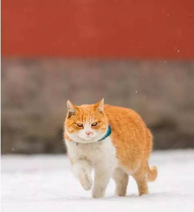 故宫最胆小御猫，我们只是惊呼是不够的